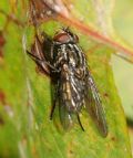 Dasyphora albofasciata